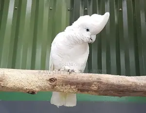 Cockatoo