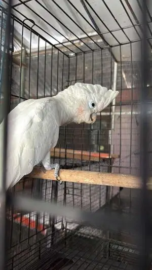 Cockatoo