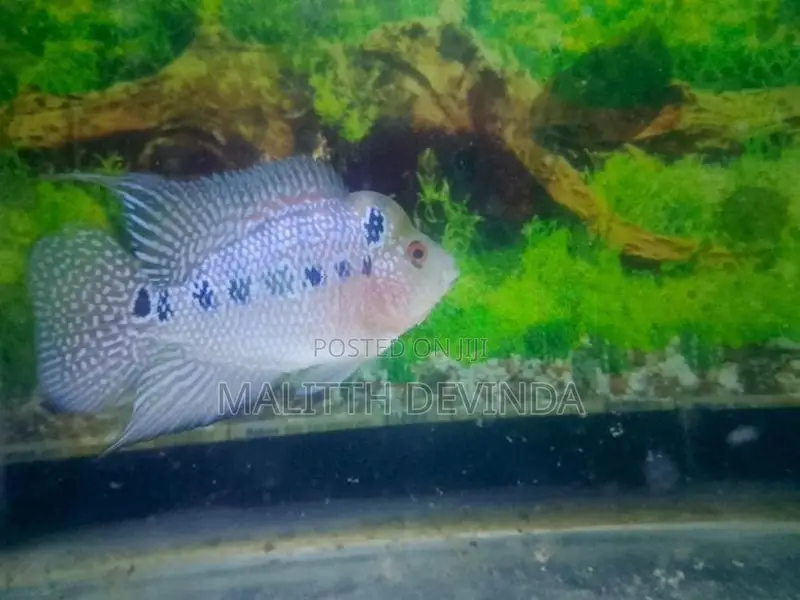 Flower Horn