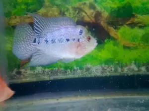 Flower Horn