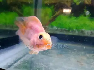 Parrot Fish