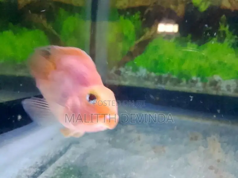 Parrot Fish