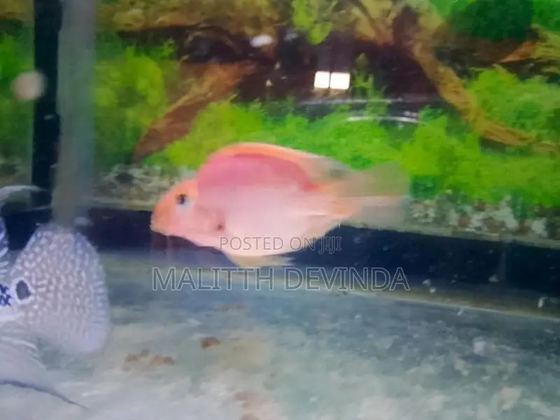Parrot Fish