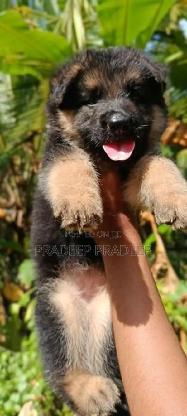 German Shepherd