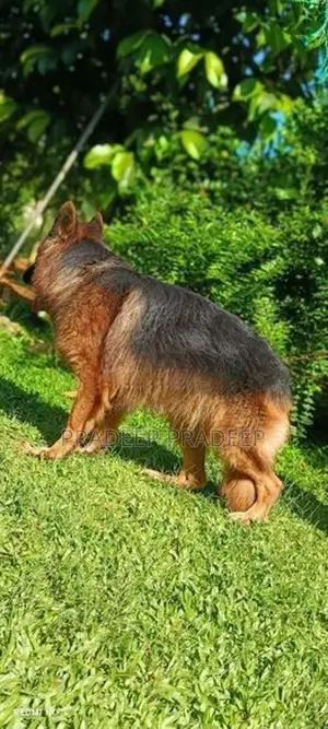 German Shepherd