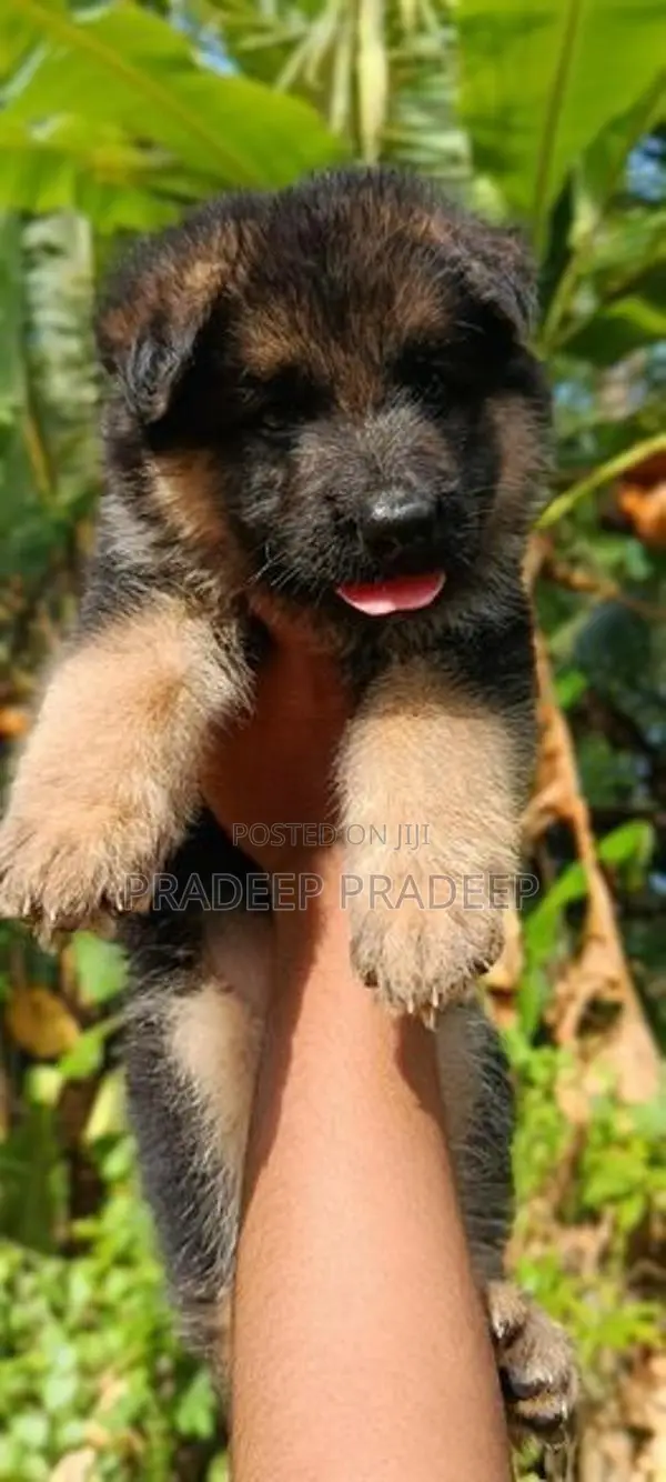 German Shepherd