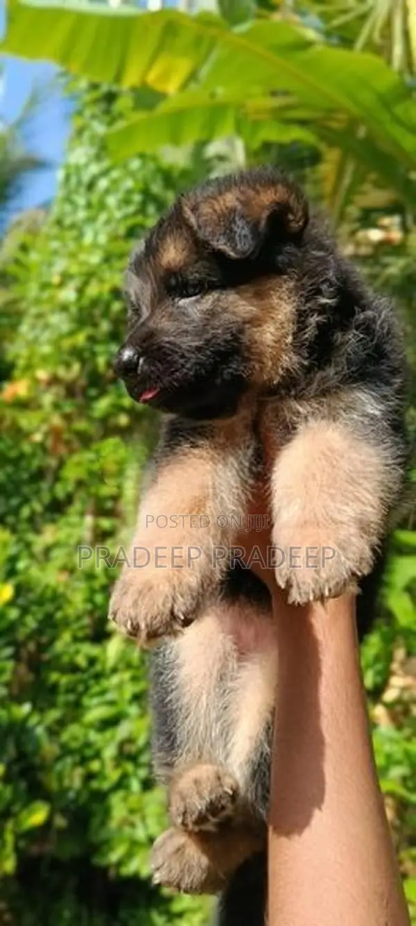 German Shepherd