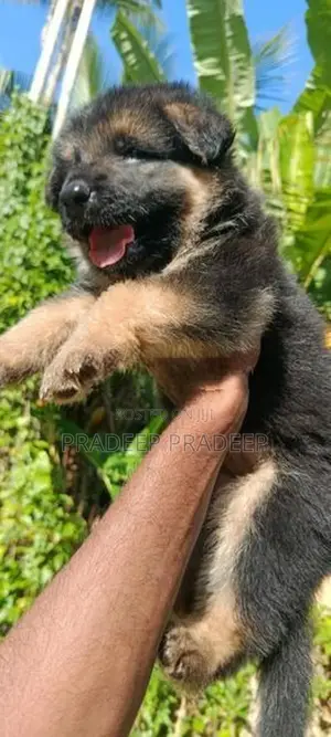 German Shepherd