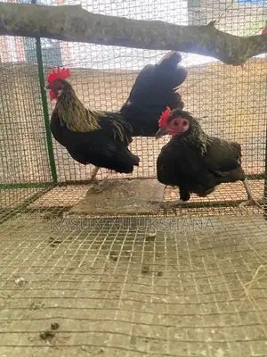 Bantam