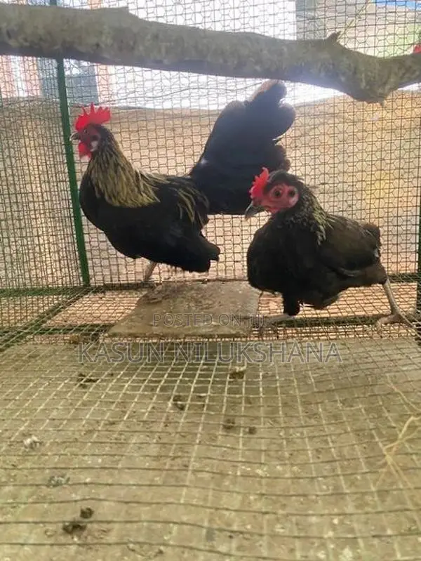 Bantam