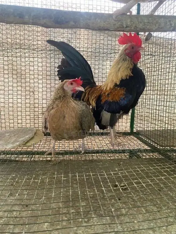 Bantam