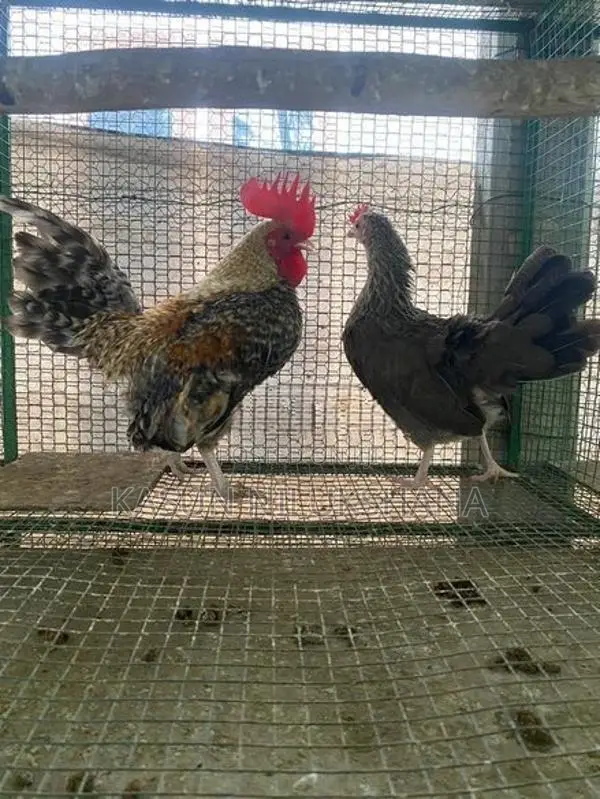 Bantam