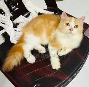 Persian Cat