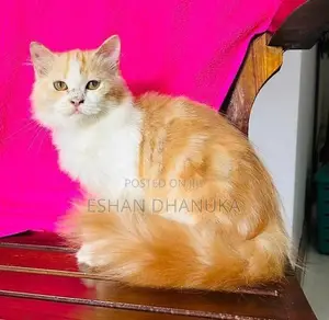 Persian Cat