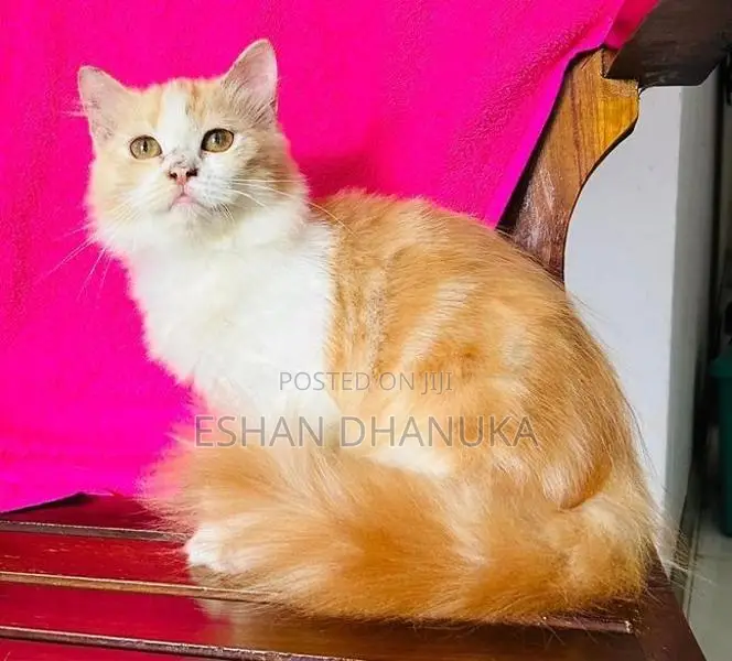 Persian Cat