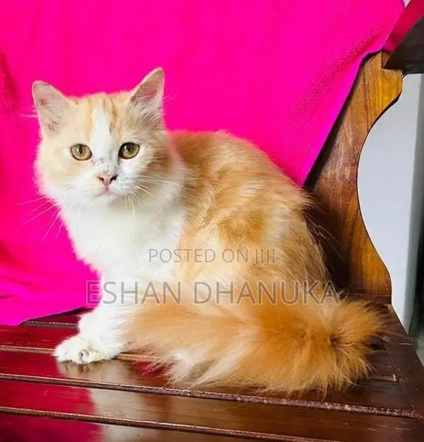 Persian Cat