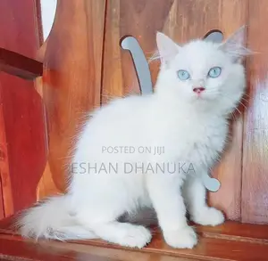 Persian Cat