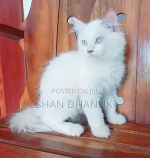 Persian Cat