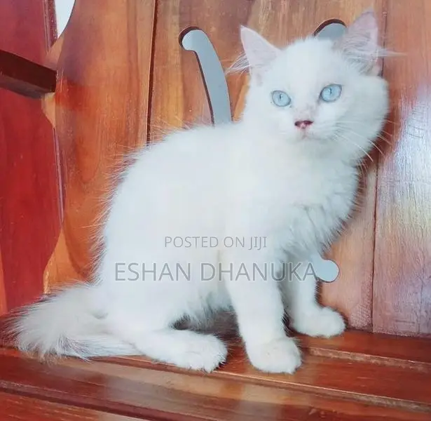 Persian Cat