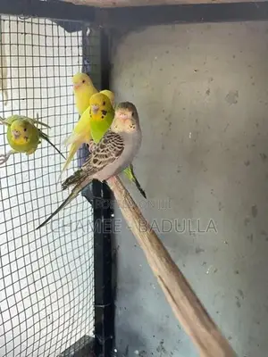 Love Bird