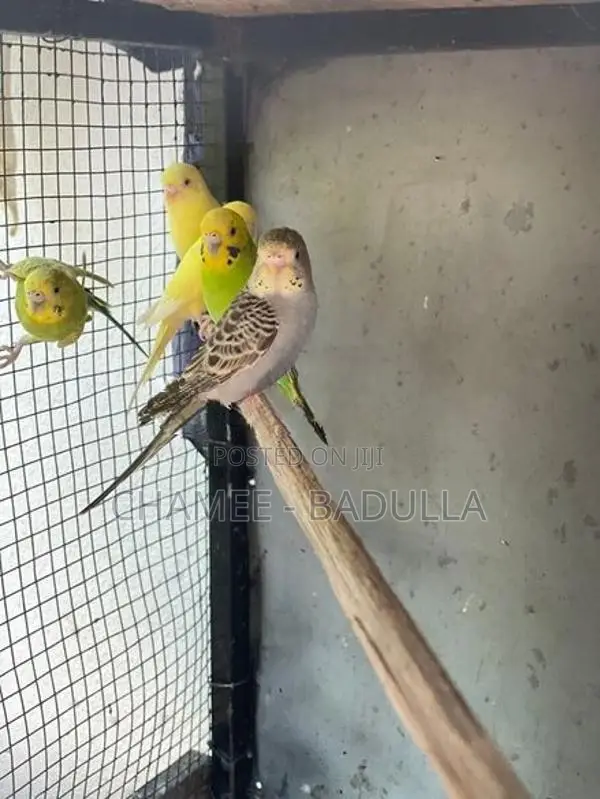 Love Bird