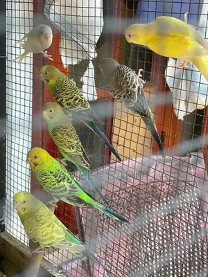 Love Bird