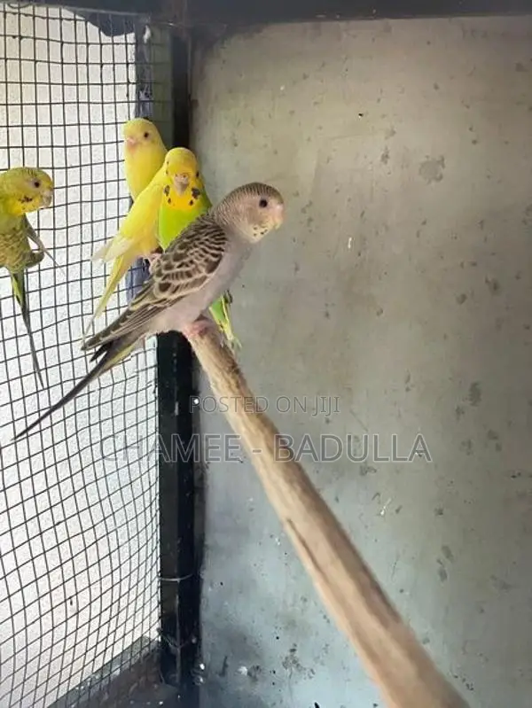 Love Bird