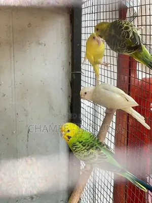 Love Bird