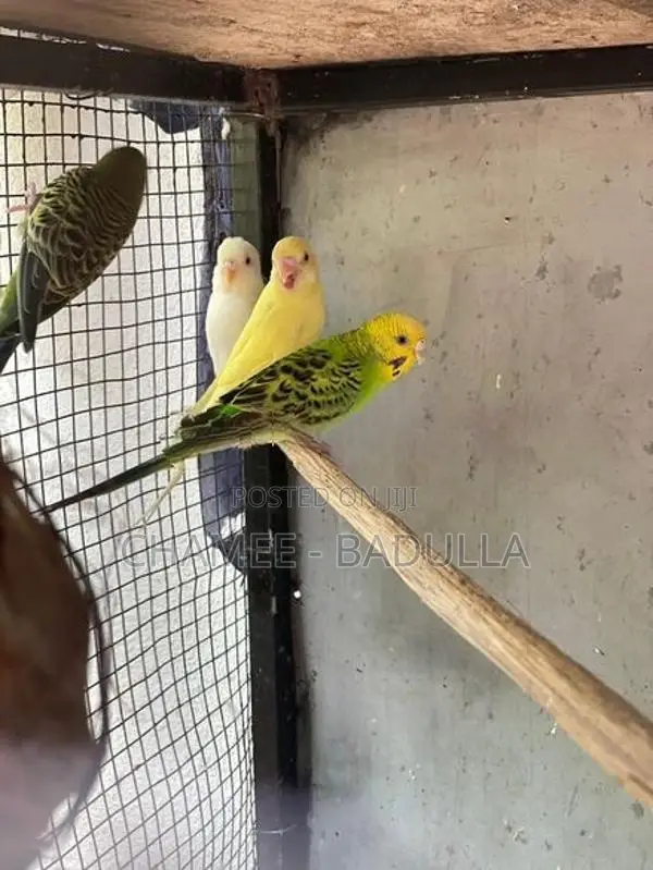 Love Bird