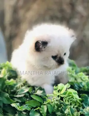 Persian Kittens