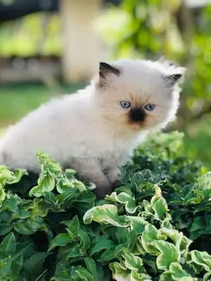 Persian Kittens