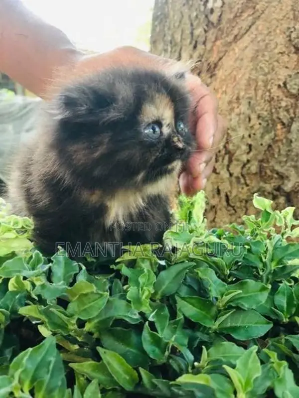 Persian Kittens