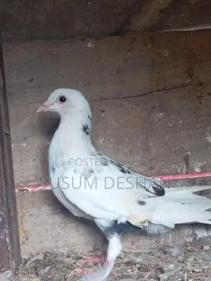 Paraviyan