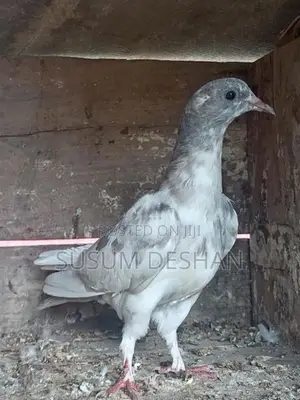 Paraviyan