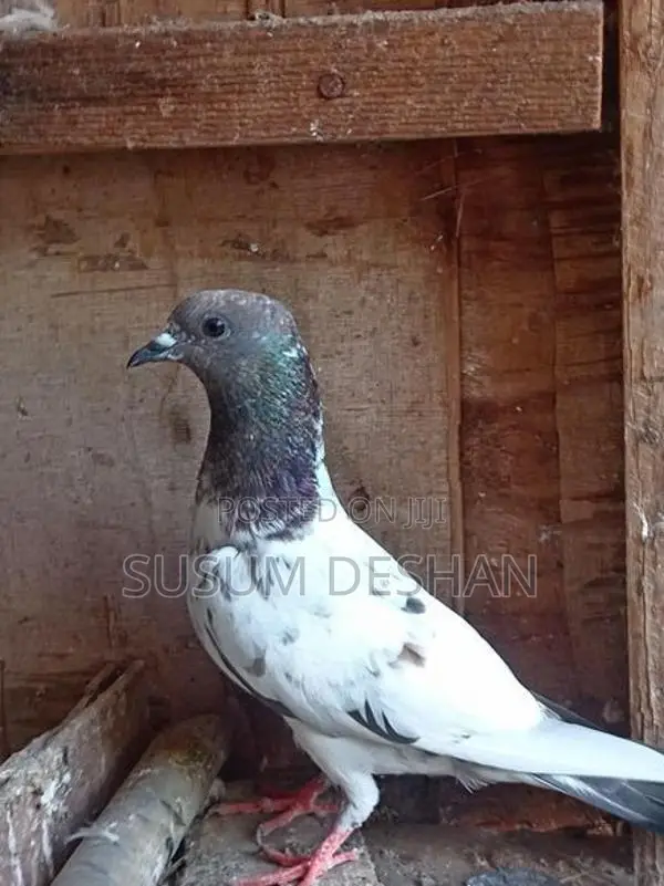 Paraviyan