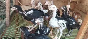 அசில் குஞ்சுகள்