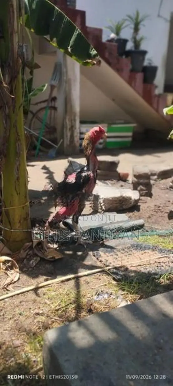 அசில் குஞ்சுகள்