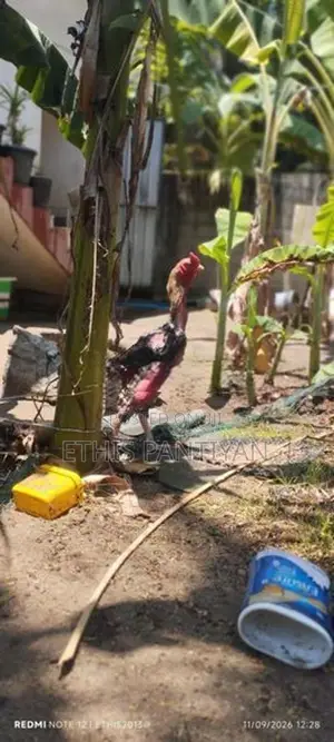 அசில் குஞ்சுகள்