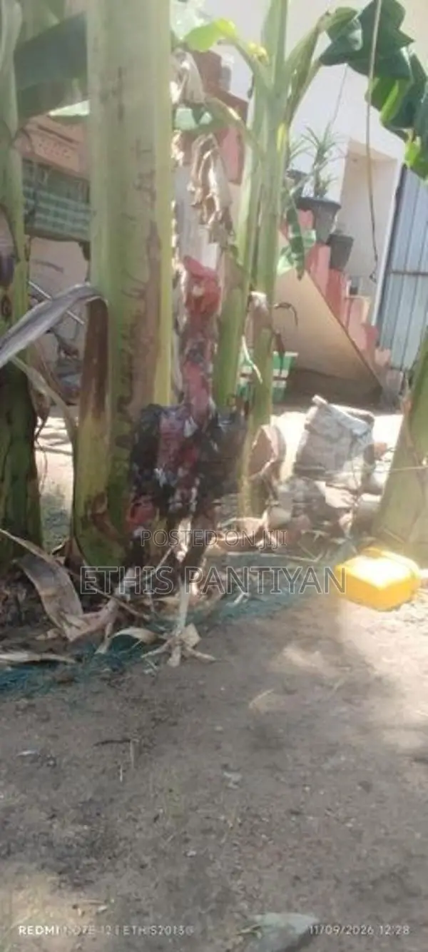 அசில் குஞ்சுகள்