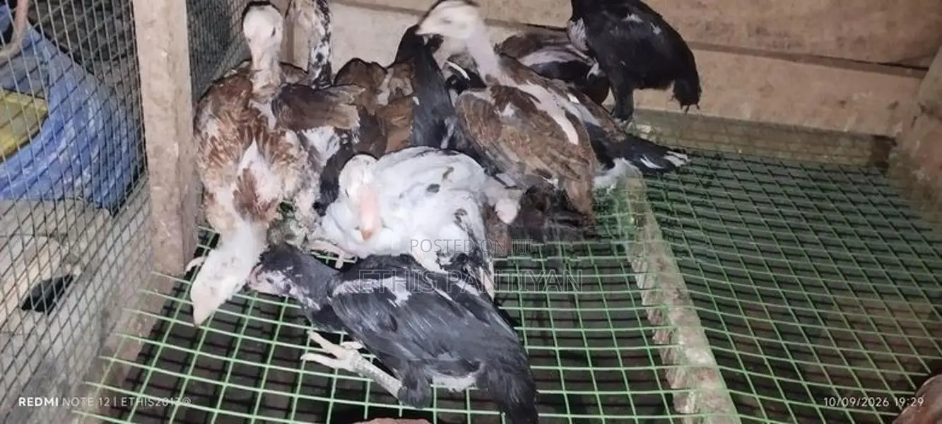 அசில் குஞ்சுகள்