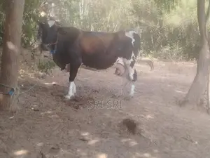 Milk Cow