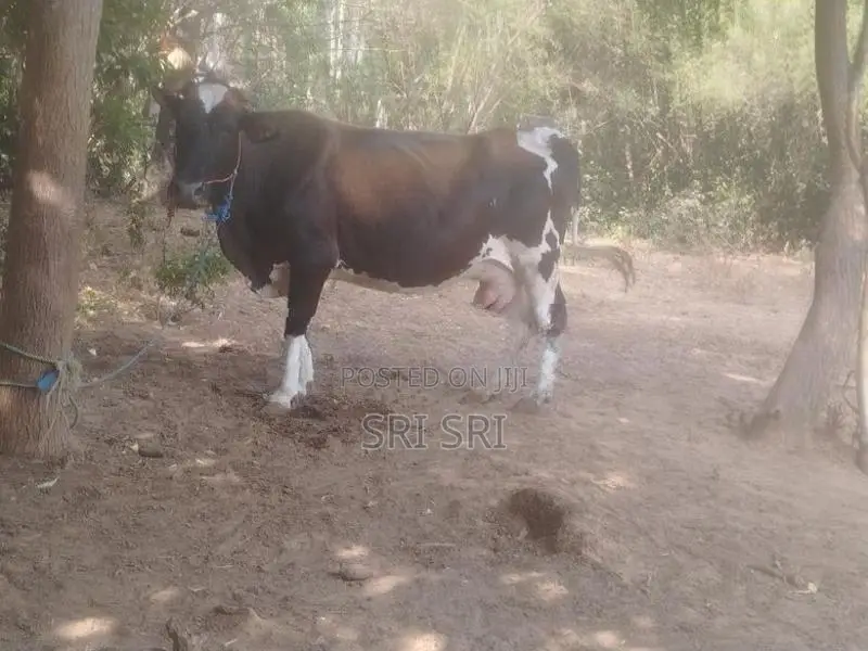 Milk Cow