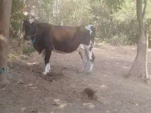 Milk Cow