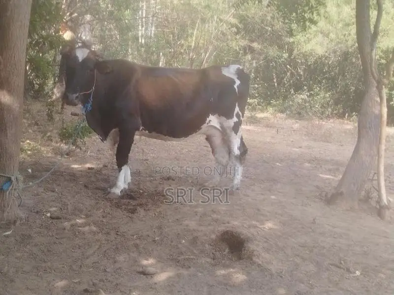 Milk Cow