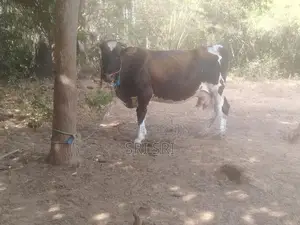 Milk Cow