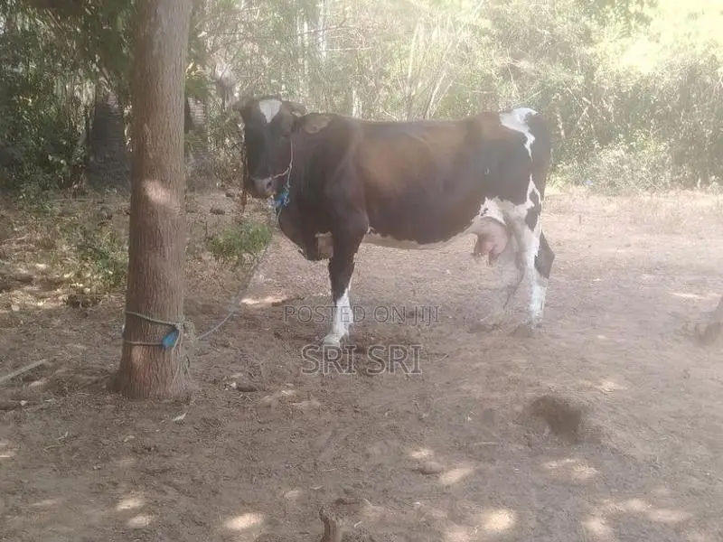 Milk Cow