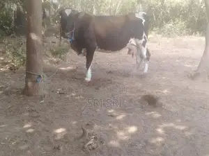 Milk Cow