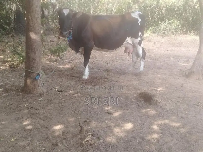 Milk Cow