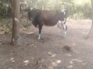 Milk Cow