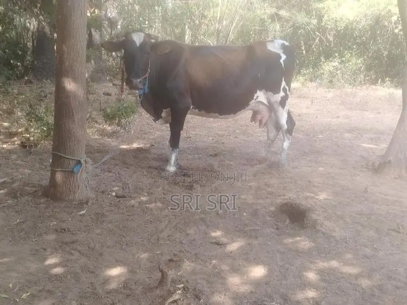 Milk Cow